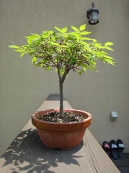 20100612_bonsai1.JPG