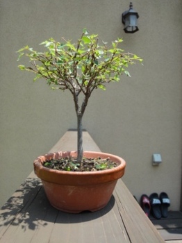 20100612_bonsai2.JPG