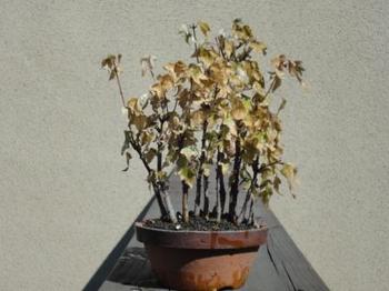 20101023_bonsai.JPG