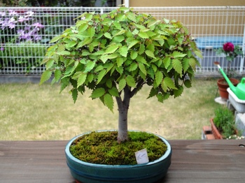 20110505_bonsai02.JPG