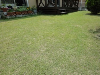 20110604_lawn.JPG